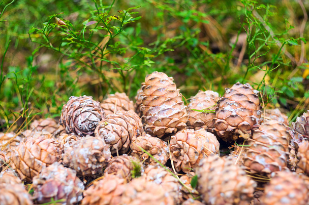 Cones lie in a heap in the woods. - Фото, изображение
