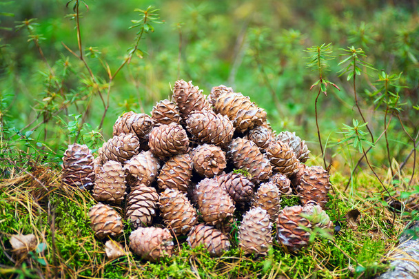 Cones lie in a heap in the woods. - Фото, изображение