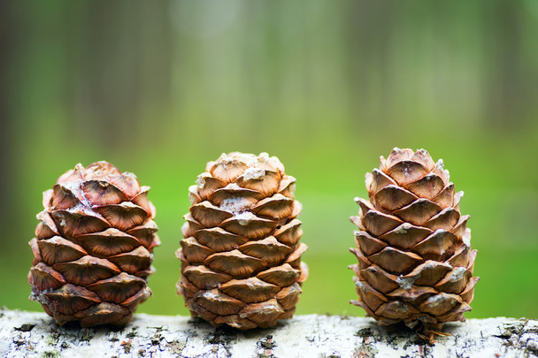 Three cones of the Siberian cedar in the forest. - Photo, Image