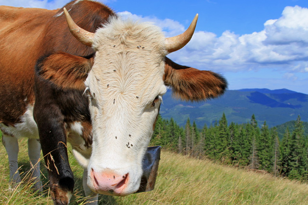 Корова на летнем горном пастбище - Фото, изображение