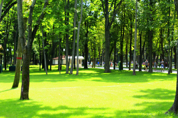 chodnik w parku z dużych drzew - Zdjęcie, obraz