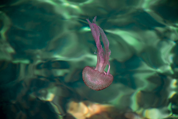 Nebezpečné medúzy Pelagia Noctiluca, Liguria, Itálie - Fotografie, Obrázek
