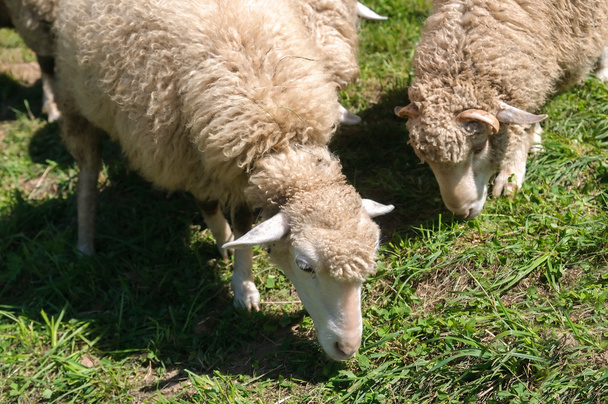 Овцы на ферме
 - Фото, изображение