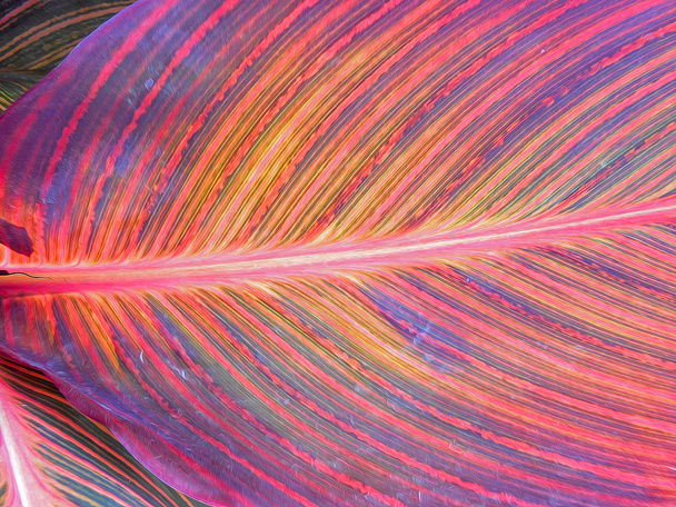 photo manipulation background of multicolor leaf - Fotoğraf, Görsel