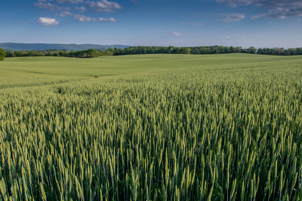 Looking out over green wheat field - Photo, Image