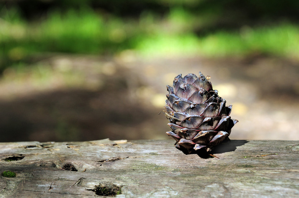 Кедровый шишка на упавшем стволе дерева
  - Фото, изображение