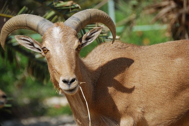 Moroccan mountain goat - Photo, Image