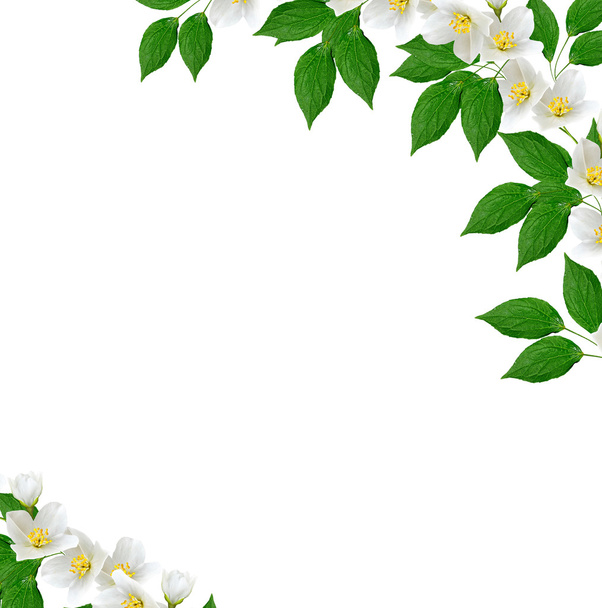 Flor de jazmín blanco
.  - Foto, Imagen