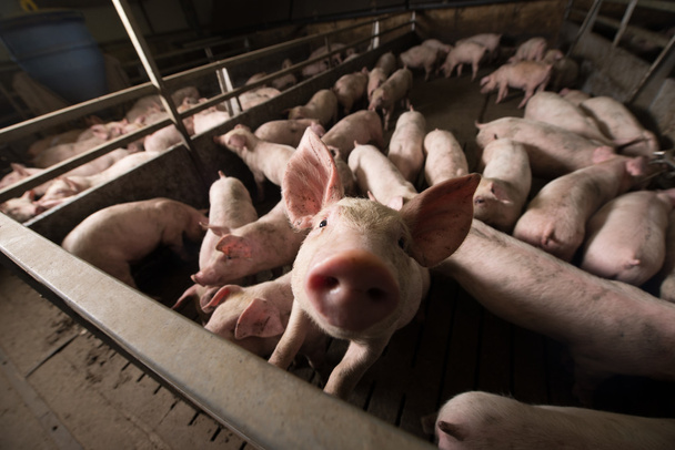 свинья на заводе
 - Фото, изображение
