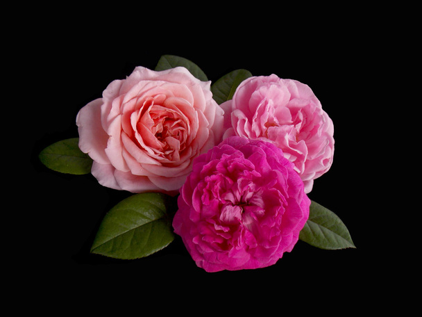 Английский цветок розы на черном фоне
 - Фото, изображение