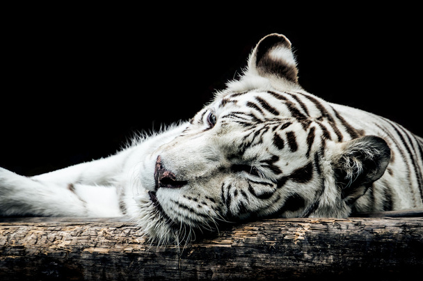 Porträt eines weißen Tigers isoliert auf schwarz - Foto, Bild