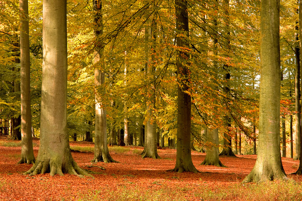 Autumn forest - Valokuva, kuva