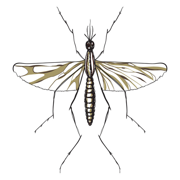 Beyaz arka plan üzerinde izole sivrisinek yakın çekim. vektör çizim - Vektör, Görsel