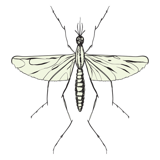 mosquito close-up isolated on white background. vector illustration - Vector, Image