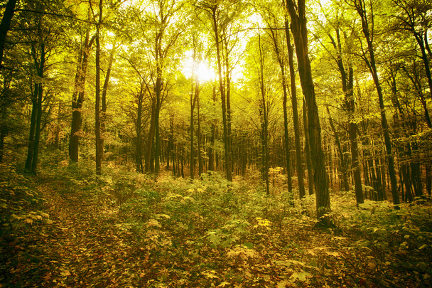 ForestBeautiful autumn forest - Photo, Image