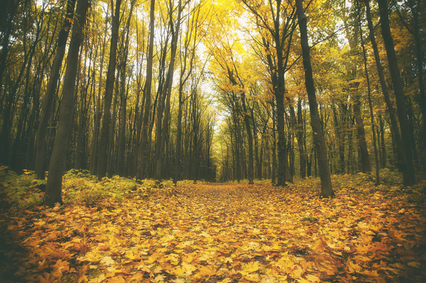 Beautiful misty autumn forest - Foto, Imagen