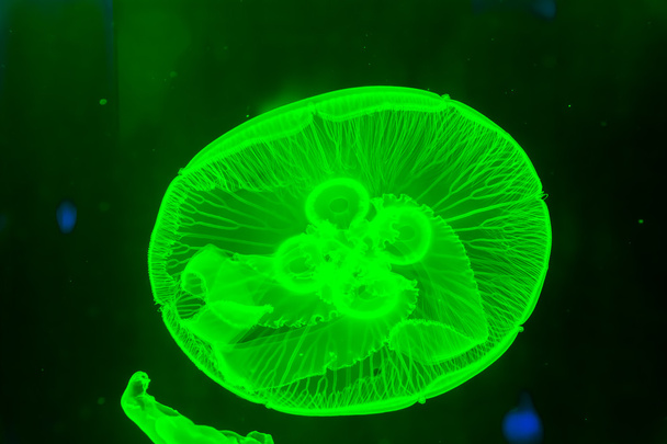 Belle méduse flottant
 - Photo, image