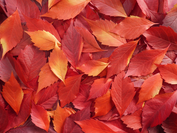rode Herfstbladeren - Foto, afbeelding