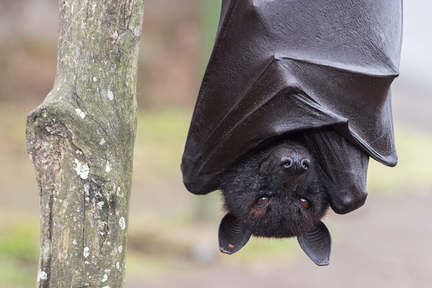 Flying fox close up portrait detail view - Photo, Image