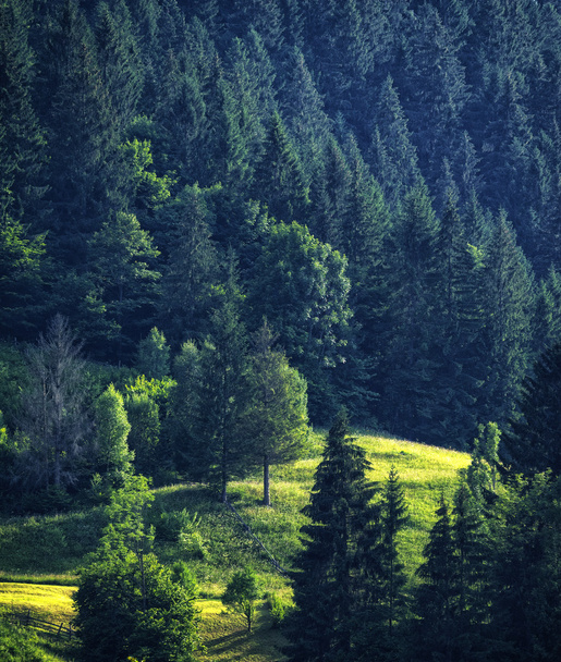 forest in mountain - Fotó, kép
