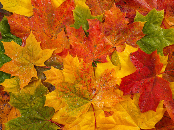 Rood en geel vallen bladeren van de esdoorn - Foto, afbeelding
