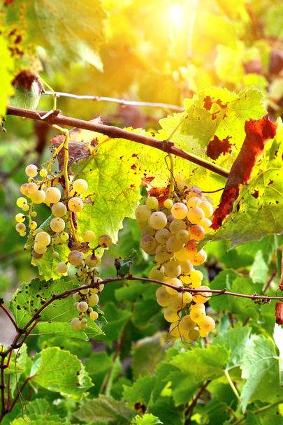 Vignoble aux raisins mûrs
  - Photo, image