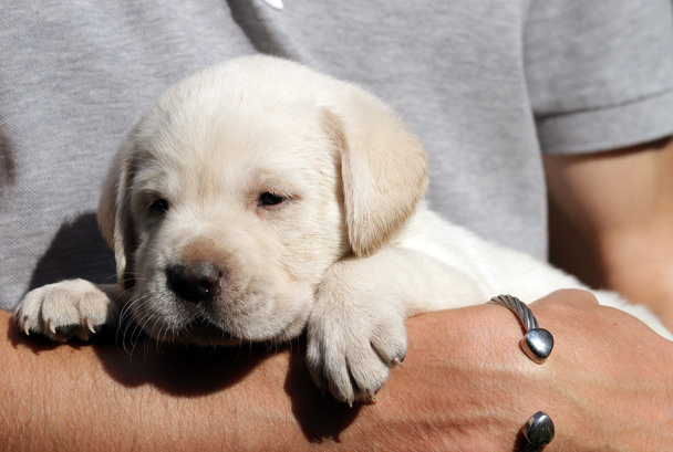 žlutý labrador štěně v rukou - Fotografie, Obrázek