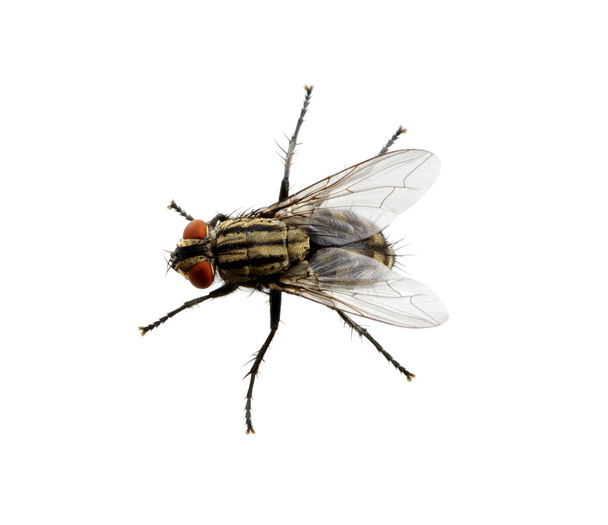  insecte sur un blanc
  - Photo, image