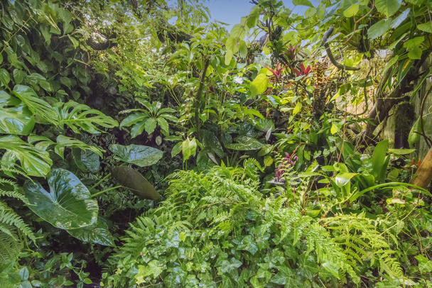 lasu tropikalnego - Zdjęcie, obraz