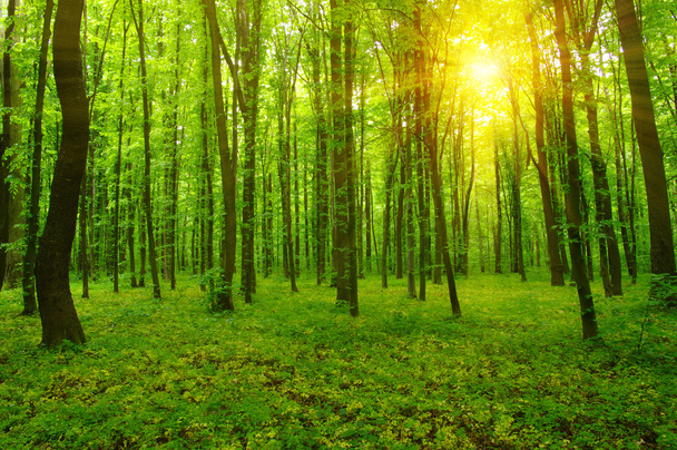Forest and sun - Фото, изображение