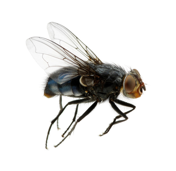  böcek bir beyaz üzerinde  - Fotoğraf, Görsel