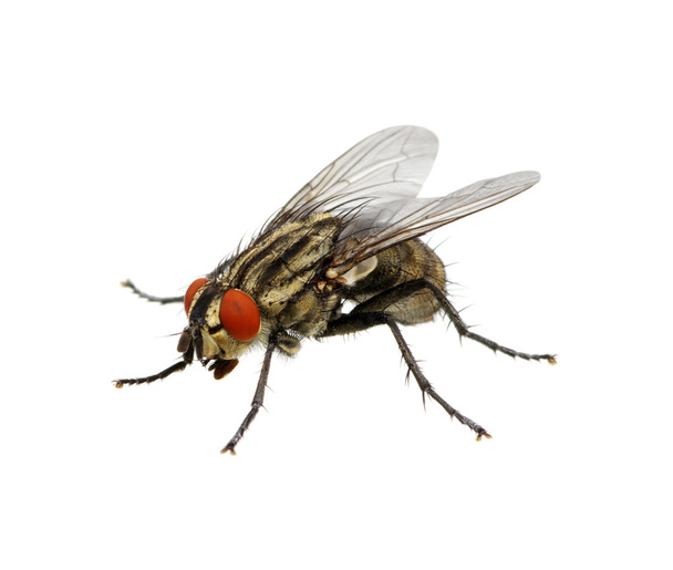 insect op een wit  - Foto, afbeelding
