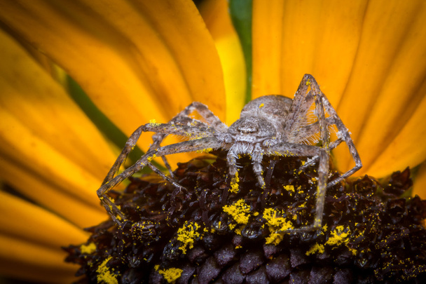 Running Crab Spider Macro - Photo, Image