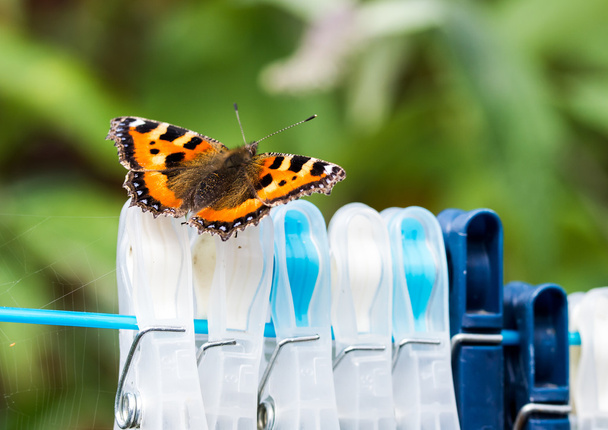Kleine vos vlinder op wasknijpers - Foto, afbeelding
