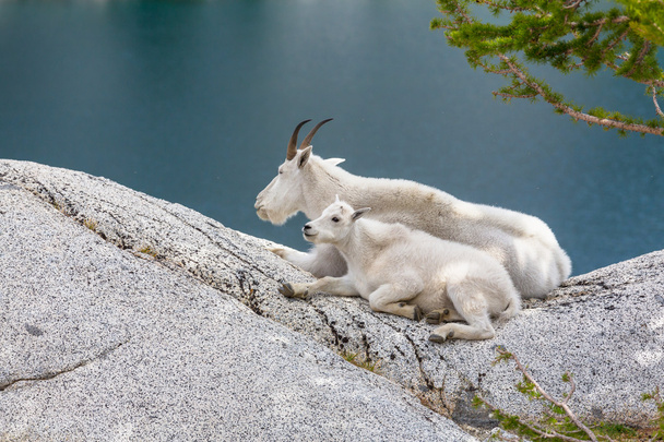 Divoké horské kozy - Fotografie, Obrázek