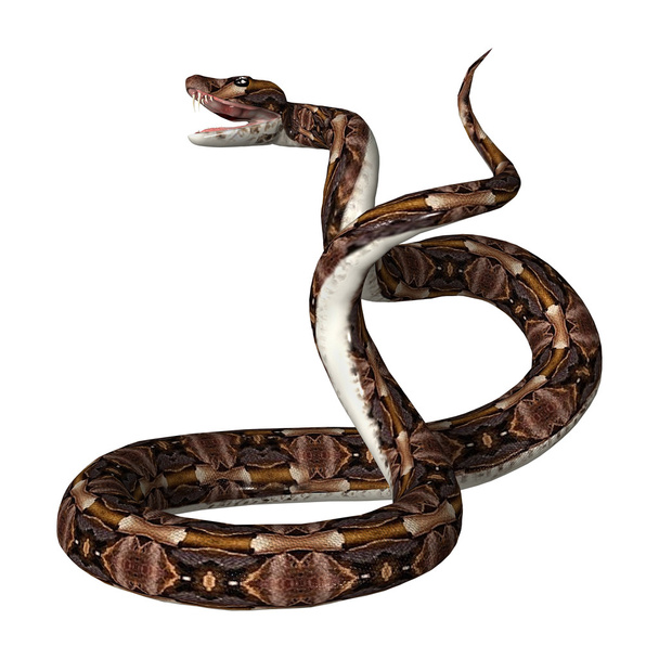 3D Rendering Gaboon viper on White - 写真・画像