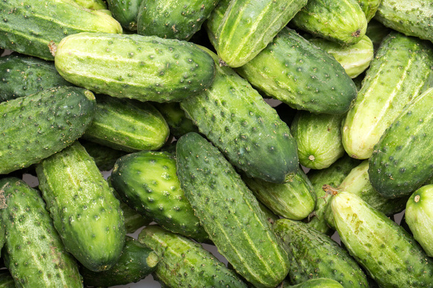 a lot of young cucumbers as background - Photo, Image