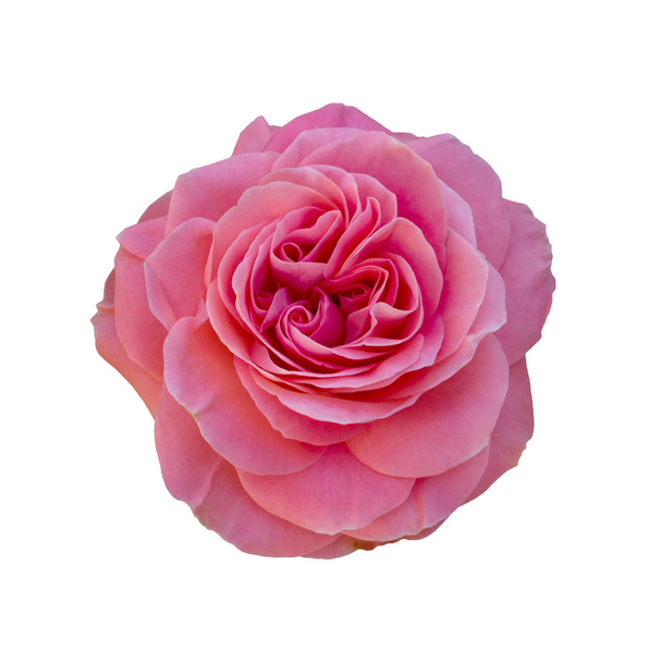 beautiful pink rose - Zdjęcie, obraz