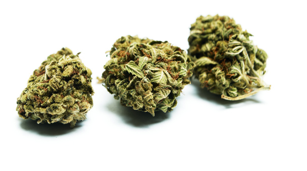 Marihuana y Cannabis Bud
 - Foto, imagen
