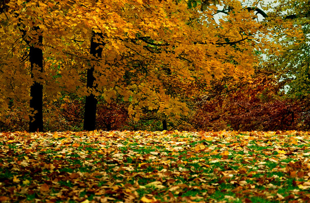 Golden foliage - Valokuva, kuva