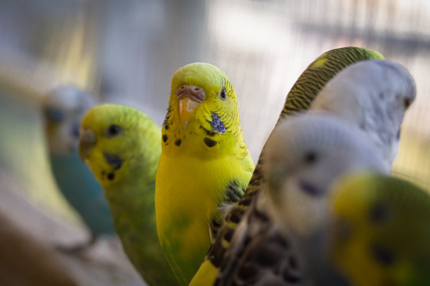 Papouška detailní portrét - Fotografie, Obrázek