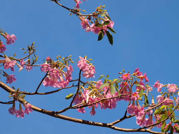 Pink Tabebuia tree against the blue sky. - Photo, Image