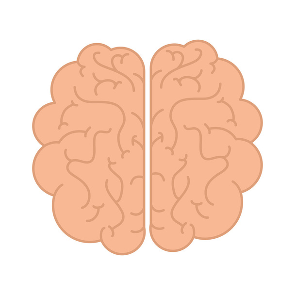 menschliches Gehirnorgan - Vektor, Bild