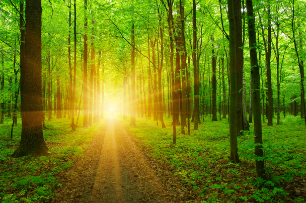 Wald und Sonne - Foto, Bild