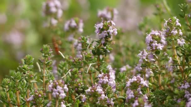 胸腺のブルガリス(一般的なタイム、ドイツのタイム、庭のタイムまたはちょうどタイム)は、ミントファミリーラミア科の開花植物の種です. - 映像、動画