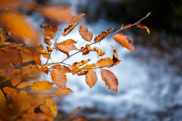 Branch folhas de outono amarelas penduradas sobre o rio da montanha com água azul
 - Foto, Imagem