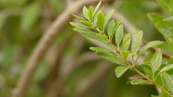 Rubia fruticosa. A Rubia a virágos növények egyik neme a Rubiaceae családban. Tartalmaz körülbelül 80 faj évelő habarás vagy hegymászás gyógynövények és subbokbs őshonos az Óvilág. - Felvétel, videó