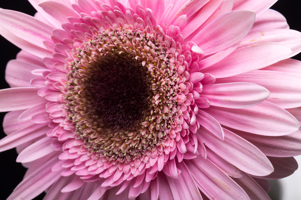 perto de flor de gerbera rosa - Foto, Imagem