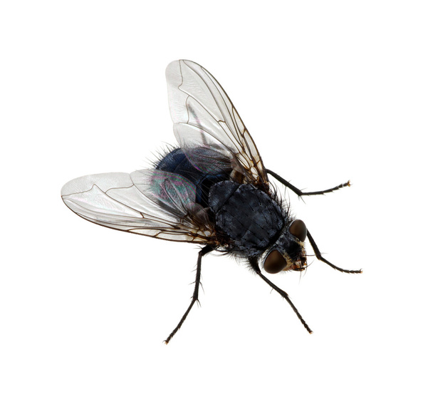  insecte sur un blanc
  - Photo, image