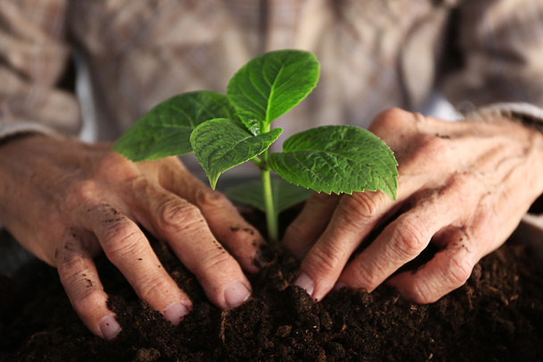 Руки старика с растением
 - Фото, изображение